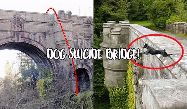 Decipher the mysterious crane that makes dogs want to commit suicide every time they pass by - Photo 7.