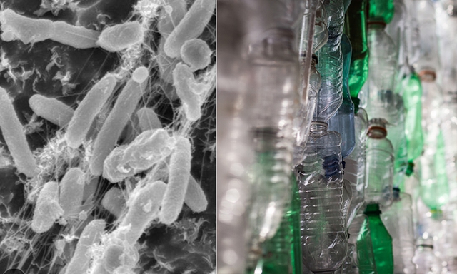 Sau 160 năm con người xả rác ra môi trường, vi khuẩn đã tiến hóa để ăn chúng - Ảnh 3.