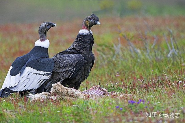 Tại sao với mãnh thú, con đực luôn to hơn con cái còn ở các loài chim ăn thịt thì con mái lúc nào cũng to hơn con trống? - Ảnh 3.