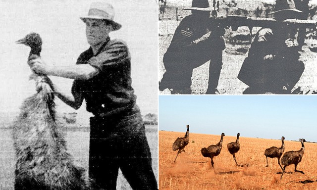 The Great Emu War in 1932, a rare event that can only happen in Australia - Photo 7.
