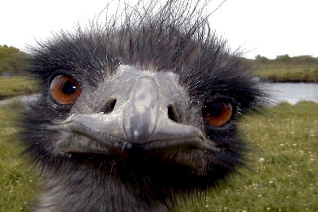The Great Emu War in 1932, a rare event that can only happen in Australia - Photo 2.