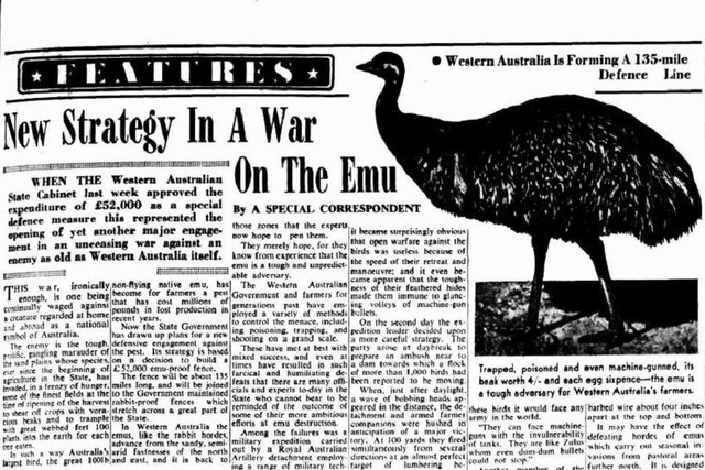 The Great Emu War in 1932, a rare event that can only happen in Australia - Photo 5.