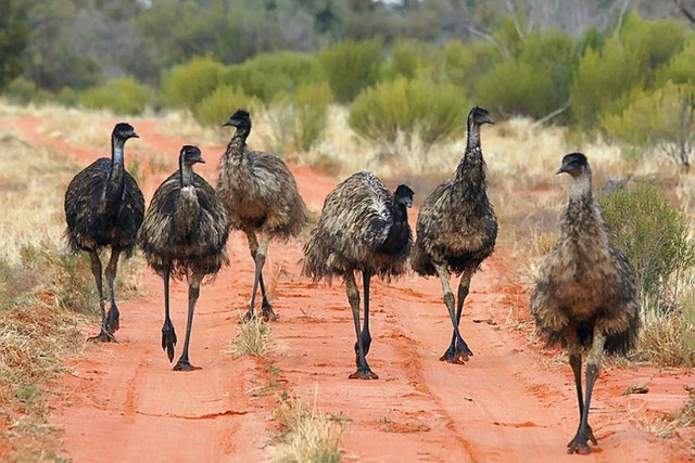 The Great Emu War in 1932, a rare event that can only happen in Australia - Photo 1.