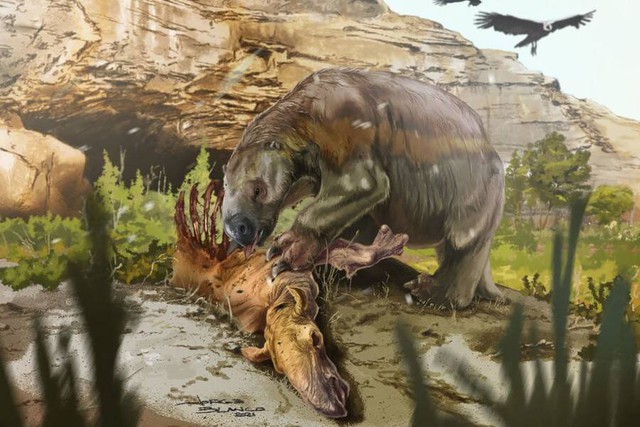 Phát hiện bằng chứng trực tiếp đầu tiên về việc loài lười khổng lồ cổ đại không phải là động vật ăn chay - Ảnh 1.
