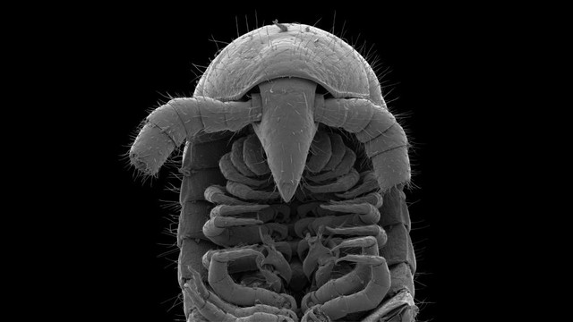 Phát hiện loài cuốn chiếu với hơn 1000 chân, xứng đáng với cái tên ‘millipede’ - Ảnh 2.