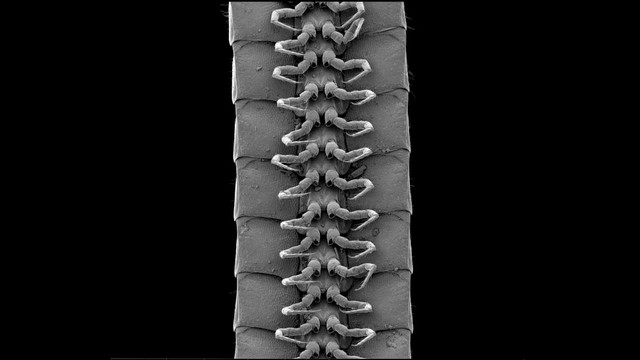 Phát hiện loài cuốn chiếu với hơn 1000 chân, xứng đáng với cái tên ‘millipede’ - Ảnh 3.
