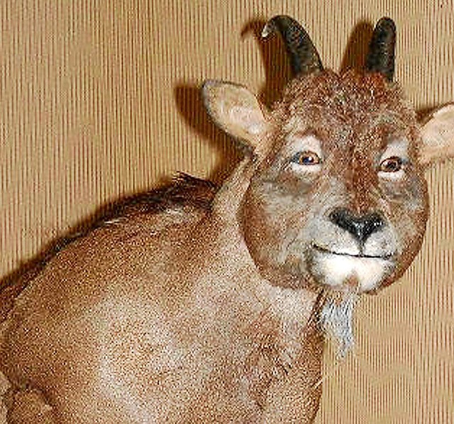 With a sheep-like face, human-like eyes, this strange creature quickly disappeared after coming into contact with humans - Photo 2.