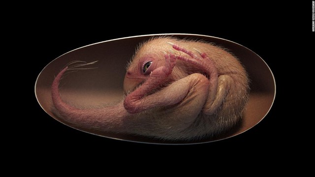 Dinosaur embryos are preserved almost intact in an ancient 70-million-year-old egg - Photo 1.