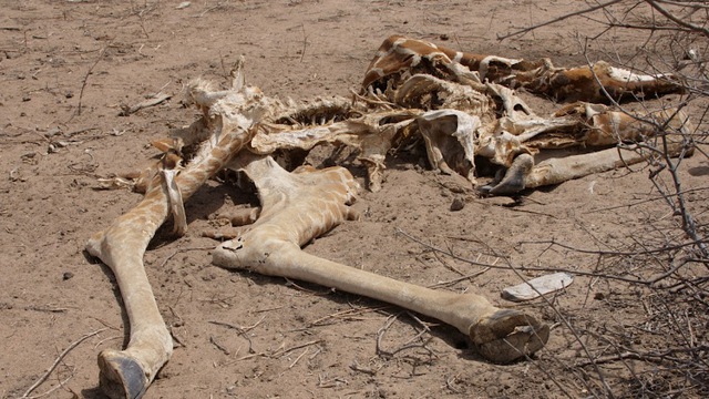Siêu hạn hán, hươu cao cổ chết khát ở Châu Phi, nạn nhân tiếp theo sẽ là con người - Ảnh 5.