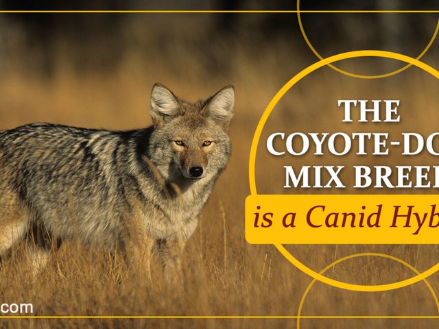 Loài sói này đang dần tiến hóa để thành chó và xâm chiếm toàn bộ Bắc Mỹ - Ảnh 11.
