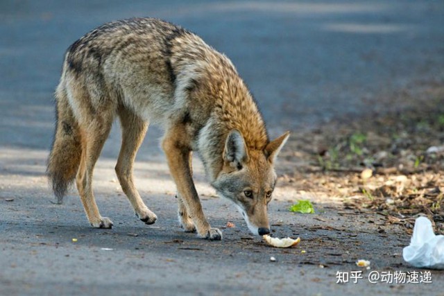 Loài sói này đang dần tiến hóa để thành chó và xâm chiếm toàn bộ Bắc Mỹ - Ảnh 10.