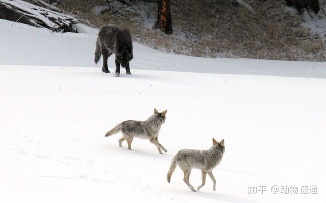 Loài sói này đang dần tiến hóa để thành chó và xâm chiếm toàn bộ Bắc Mỹ - Ảnh 8.