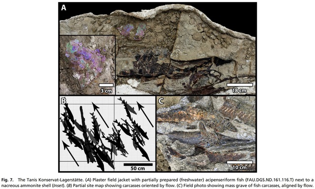 Trớ trêu thay, thiên thạch Chicxulub tuyệt diệt loài khủng long rơi xuống Trái Đất vào mùa xuân - Ảnh 4. Trớ trêu thay, thiên thạch Chicxulub tuyệt diệt loài khủng long rơi xuống Trái Đất vào mùa xuân - Ảnh 4.