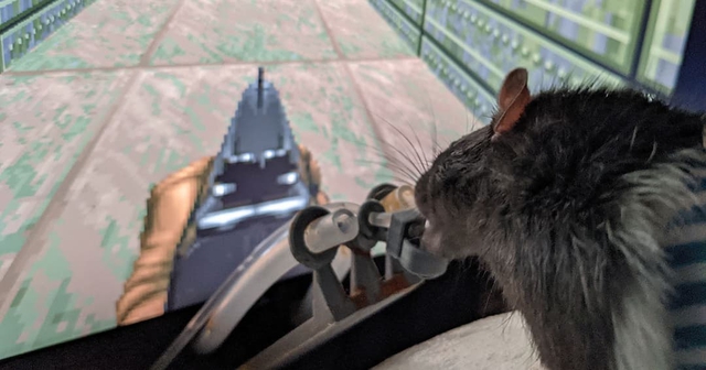 Nhà nghiên cứu dạy chuột chơi Doom II muốn mở kênh livestream cho các &quot;game thủ 4 chân&quot; của mình - Ảnh 1.