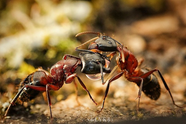 Miệng kề miệng, loài kiến không hôn nhau mà đang &quot;nôn&quot; vào miệng nhau để hình thành quan hệ xã hội - Ảnh 2.