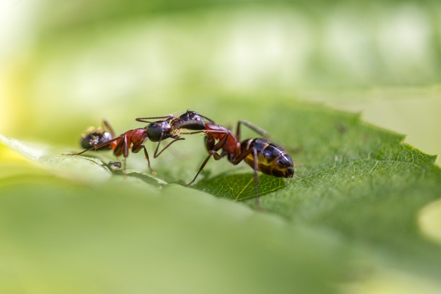 Miệng kề miệng, loài kiến không hôn nhau mà đang &quot;nôn&quot; vào miệng nhau để hình thành quan hệ xã hội - Ảnh 3.