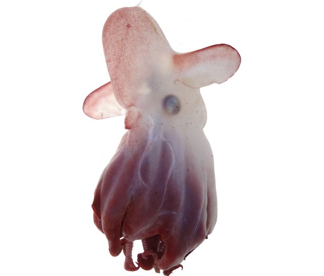 10 sinh vật kỳ lạ được tìm thấy dưới đáy biển sâu trong năm 2021 - Ảnh 4.