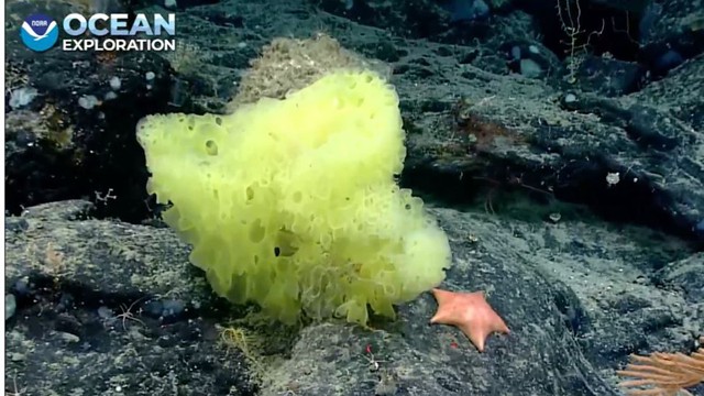 10 strange creatures found on the deep sea floor in 2021 - Photo 5.