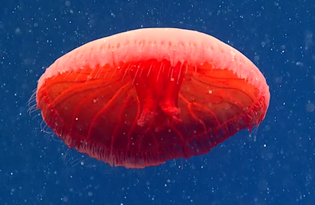 10 strange creatures found on the deep sea floor in 2021 - Photo 1.