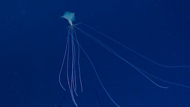 10 strange creatures found on the deep sea floor in 2021 - Photo 6.