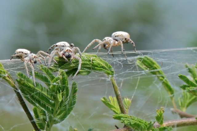 Spider-Sense dưới góc nhìn khoa học: Loài nhện sở hữu những giác quan siêu nhạy thế này, bảo sao Spider-Man bá đạo đến vậy - Ảnh 5.