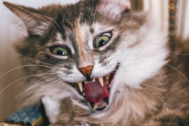 Is your cat mentally ill?  Take this quiz to know - Photo 1.