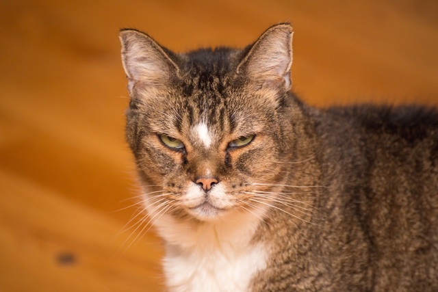 Is your cat mentally ill?  Take this quiz to know - Photo 3.