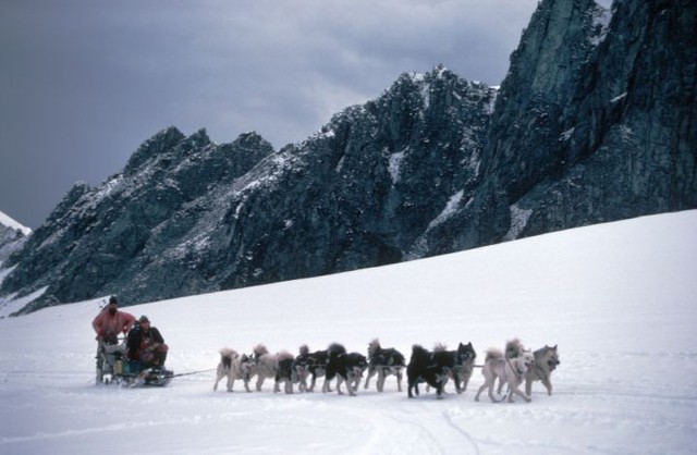 The continental Antarctic is full of pain and sacrifice of dogs - Photo 10.