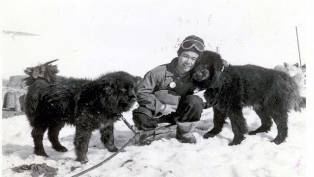 The continental Antarctic is full of pain and sacrifice of dogs - Photo 7.