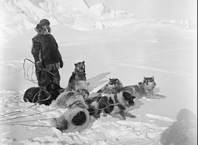 Nam Cực lục địa chứa đựng đầy đau đớn và hi sinh của loài chó - Ảnh 4.