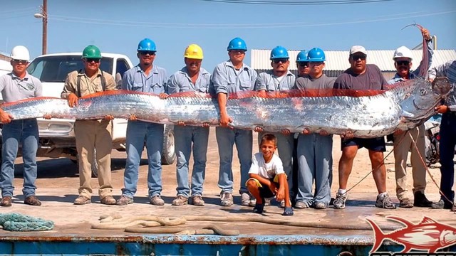 Scaleless, slimy and extremely rare: Oarfish, a treasure of the deep sea - Photo 4.
