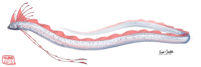 Scaleless, slimy and extremely rare: Oarfish, a treasure of the deep sea - Photo 3.