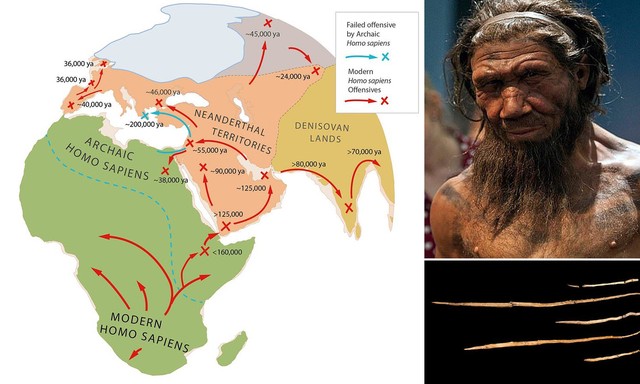 Neanderthals had larger brains than Homo sapiens, so how did Homo sapiens beat them?  - Photo 5.