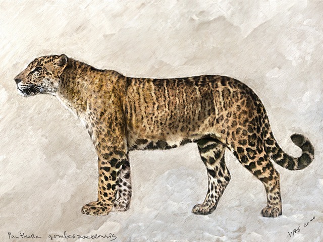 Not the tiger, nor the lion, the jaguar is the one who chased the saber-toothed tiger for 2 million years!  - Photo 2.