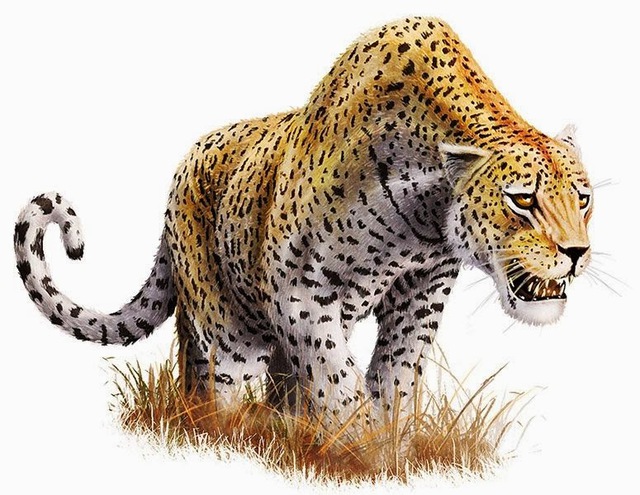 Neither tiger nor lion, the jaguar is the first to compete with the saber-toothed tiger!  - Photo 6.
