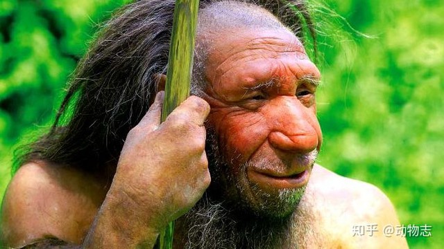 Neanderthals had larger brains than Homo sapiens, so how did Homo sapiens beat them?  - Photo 6.
