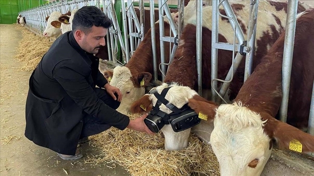 Bắt bò đeo tai nghe VR để lừa chúng thấy đồng cỏ xanh tươi - Ảnh 1.