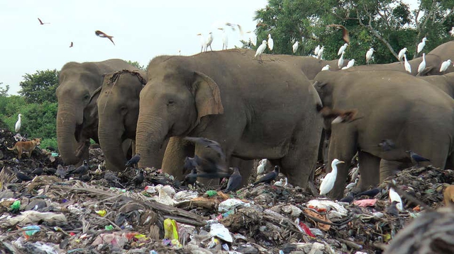 Những con voi được tìm thấy đã chết với cái bụng đầy nhựa tại một bãi rác ở Sri Lanka - Ảnh 2.