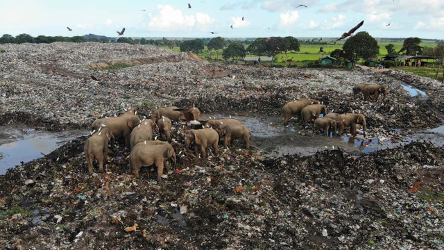 Những con voi được phát hiện chết với bụng đầy nhựa tại một bãi rác ở Sri Lanka - Ảnh 1. Những con voi được phát hiện chết với bụng đầy nhựa tại một bãi rác ở Sri Lanka - Ảnh 1.