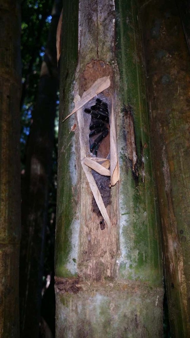Phát hiện loài nhện Tarantula mới ẩn nấp bên trong thân tre - Ảnh 3.