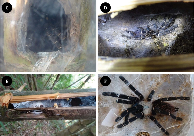 Phát hiện loài nhện Tarantula mới ẩn nấp bên trong thân tre - Ảnh 2. Phát hiện loài nhện Tarantula mới ẩn nấp bên trong thân tre - Ảnh 2.