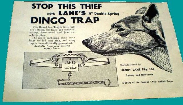 Dingo - Động vật kiên cường nhất trong các vùng hoang dã ở Úc!  - Ảnh 14.