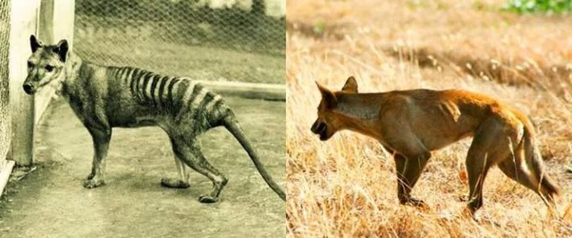 Dingo - Động vật kiên cường nhất trong các vùng hoang dã ở Úc!  - Ảnh 6.