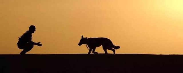 Dingo - Động vật kiên cường nhất trong các vùng hoang dã ở Úc!  - Hình 10.