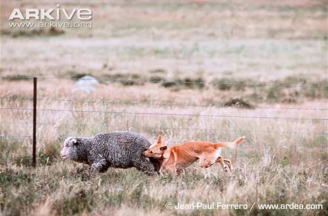 Dingo - Động vật kiên cường nhất trong các vùng hoang dã ở Úc!  - Ảnh 2.