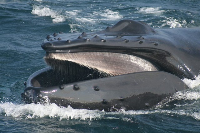 Nghiên cứu mới cho thấy đại dương cần thêm phân cá voi, càng nhiều càng tốt - Ảnh 2.
