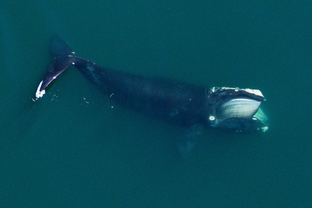Nghiên cứu mới cho thấy đại dương cần thêm phân cá voi, càng nhiều càng tốt - Ảnh 1.