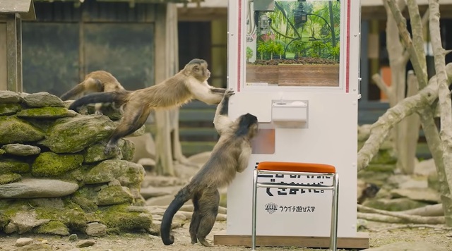 Bạn chưa bao giờ chơi gắp thú thành công? Vậy hãy học hỏi chú khỉ Nhật Bản khéo léo này - Ảnh 2.