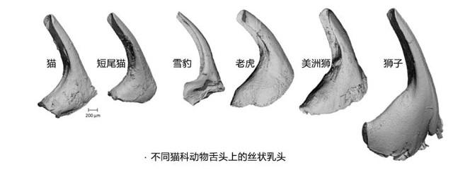 Bị hổ liếm có thể bị thương, “ngạnh” trên lưỡi hổ có uy lực đến vậy? - Ảnh 5.