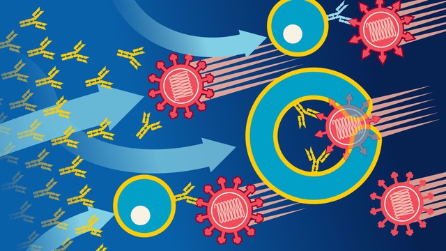 Tế bào T sát thủ là gì? Và cách chúng bảo vệ bạn trước biến thể Omicron - Ảnh 3.